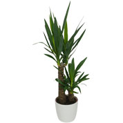 Interior Plant - Yucca 2 Trunks + White Cachepot